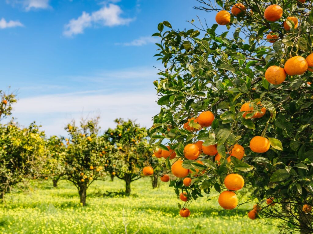 frutas para recepcion